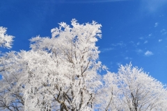 IMG-20230126-WA0004