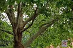 Fronleichnam2019043